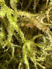 Rhytidiadelphus loreus