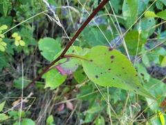 Symphyotrichum ciliolatum
