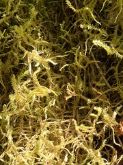 Rhytidiadelphus loreus