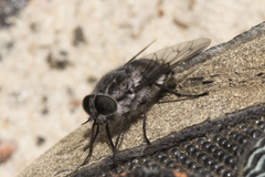 Scaptia