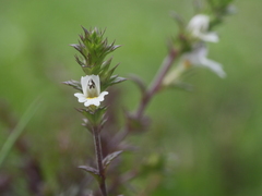 Euphrasia stricta