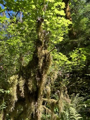 Rhytidiadelphus loreus