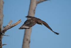 Buteo lineatus elegans