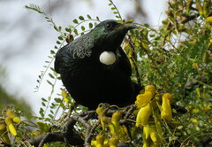 Prosthemadera novaeseelandiae novaeseelandiae