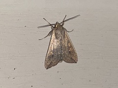 Mythimna unipuncta