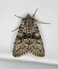 Lasionycta subfuscula