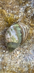 Littorina