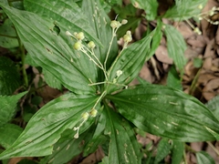 Pollia japonica