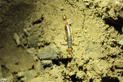 Labidura riparia
