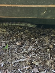Tiliqua scincoides