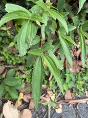 Boehmeria densiflora