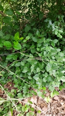 Euonymus fortunei
