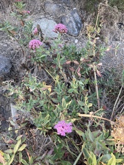 Centranthus ruber