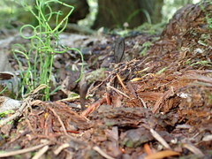 Geoglossum glabrum