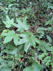Rubus reflexus lanceolobus