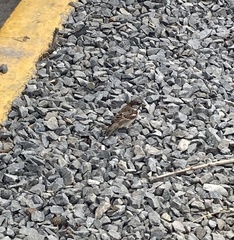 Passer domesticus domesticus