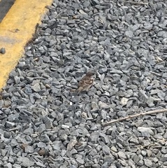 Passer domesticus domesticus