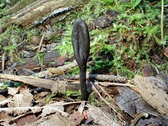 Geoglossum glabrum