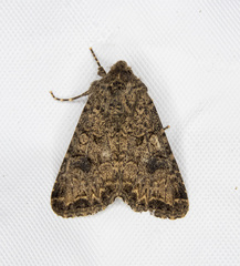 Anarta oregonica
