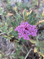 Centranthus ruber