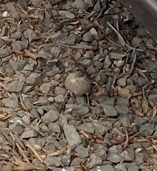 Passer domesticus domesticus