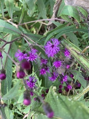 Vernonia noveboracensis