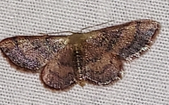Idaea demissaria