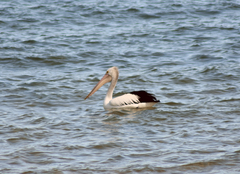 Pelecanus conspicillatus