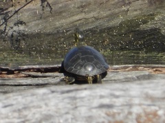 Chrysemys picta bellii