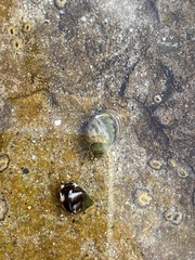 Littorina