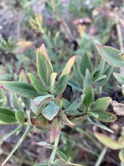 Centranthus ruber