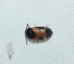 Mycetophagus punctatus