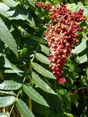 Rhus glabra