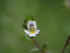 Euphrasia stricta