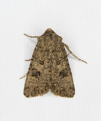 Anarta oregonica