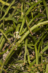 Platysace compressa