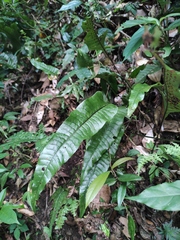 Neocheiropteris ovata