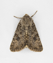 Anarta oregonica