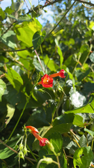 Ipomoea coccinea