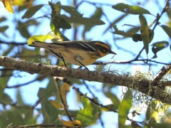 Setophaga townsendi