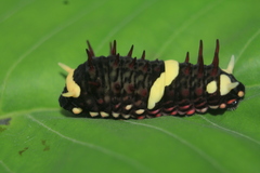 Papilioninae