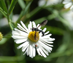 Pelecinobaccha costata