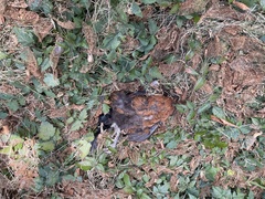 Gallus gallus domesticus
