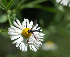 Pelecinobaccha costata