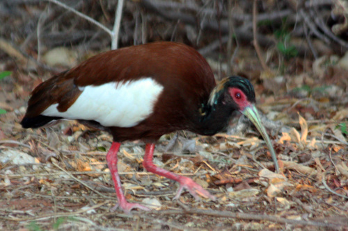 Madagascar Ibis