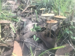 Psilocybe subaeruginosa