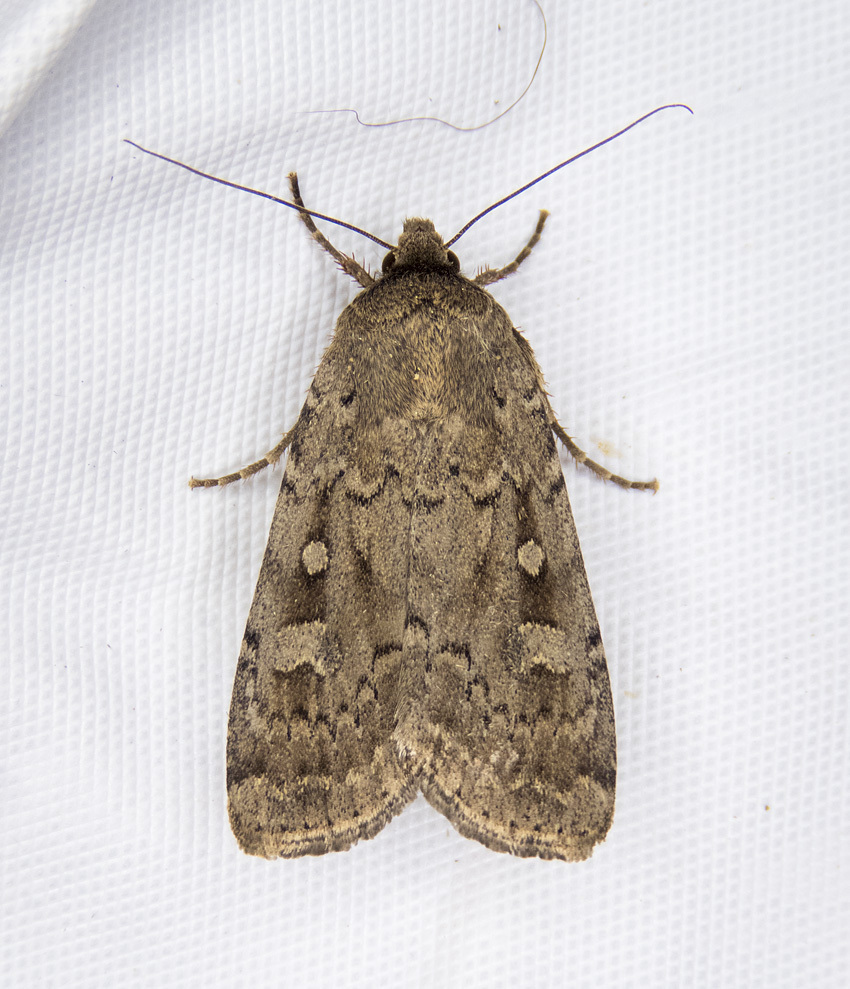 Bracketed Dart
