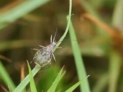 Macrosiphini