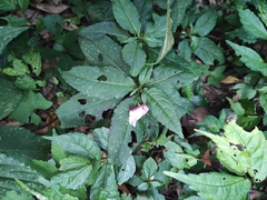 Impatiens piufanensis