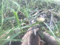 Psilocybe subaeruginosa